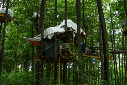 Dannenröder Wald #DanniBleibt Dannenröder Wald #DanniBleibt