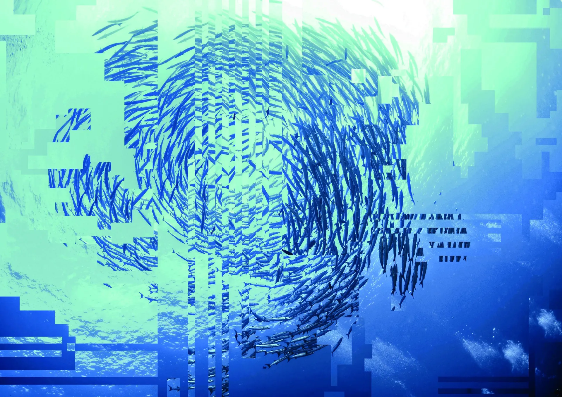 An underwater photo taken looking up to a large circular school of fish. The image is distorted by digital artefacts.