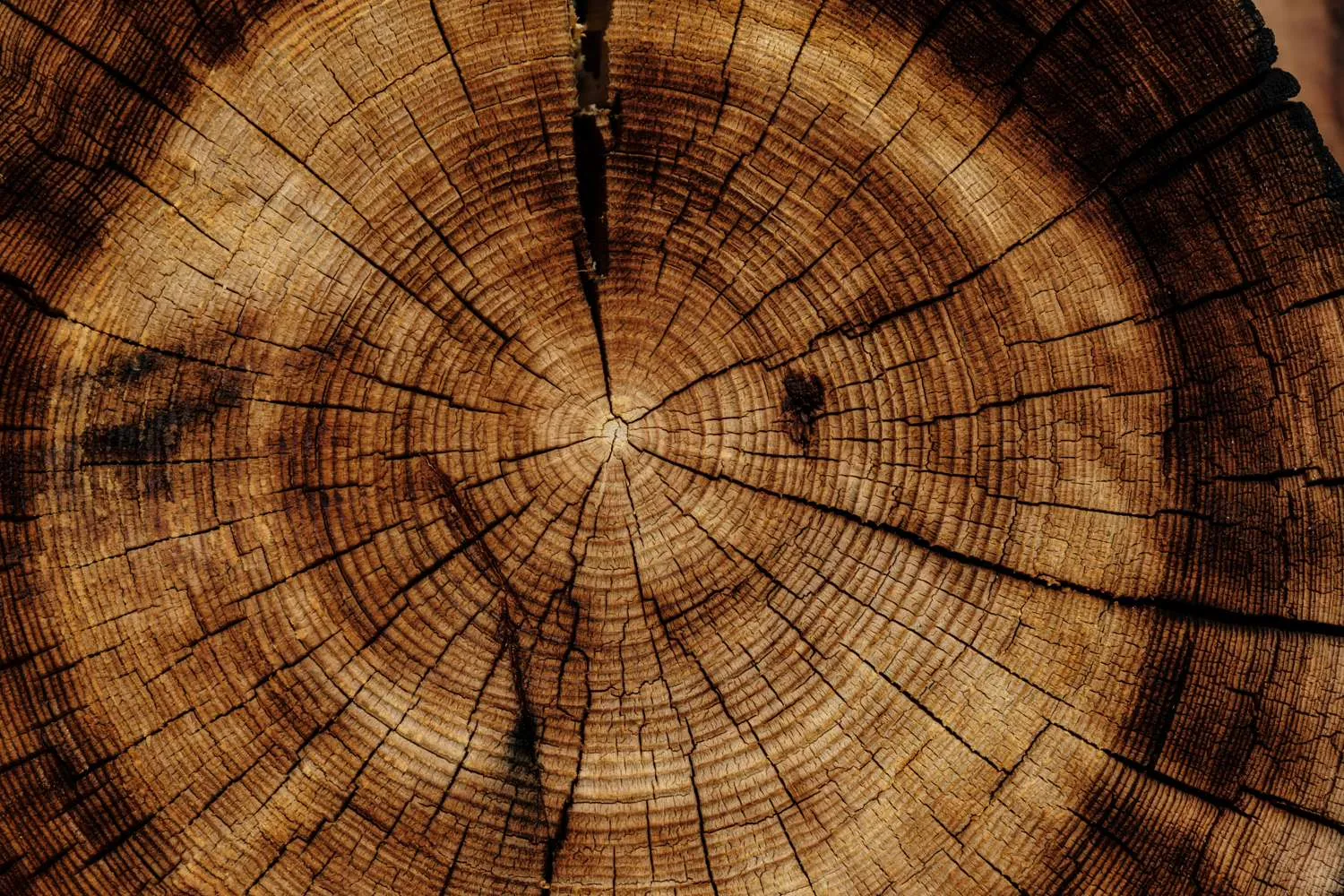 holzschnitt-symbolbild