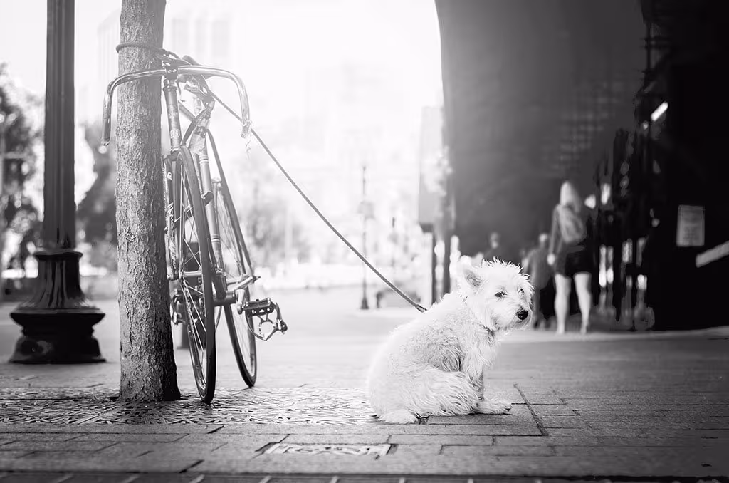 Hund an einem Fahrrad