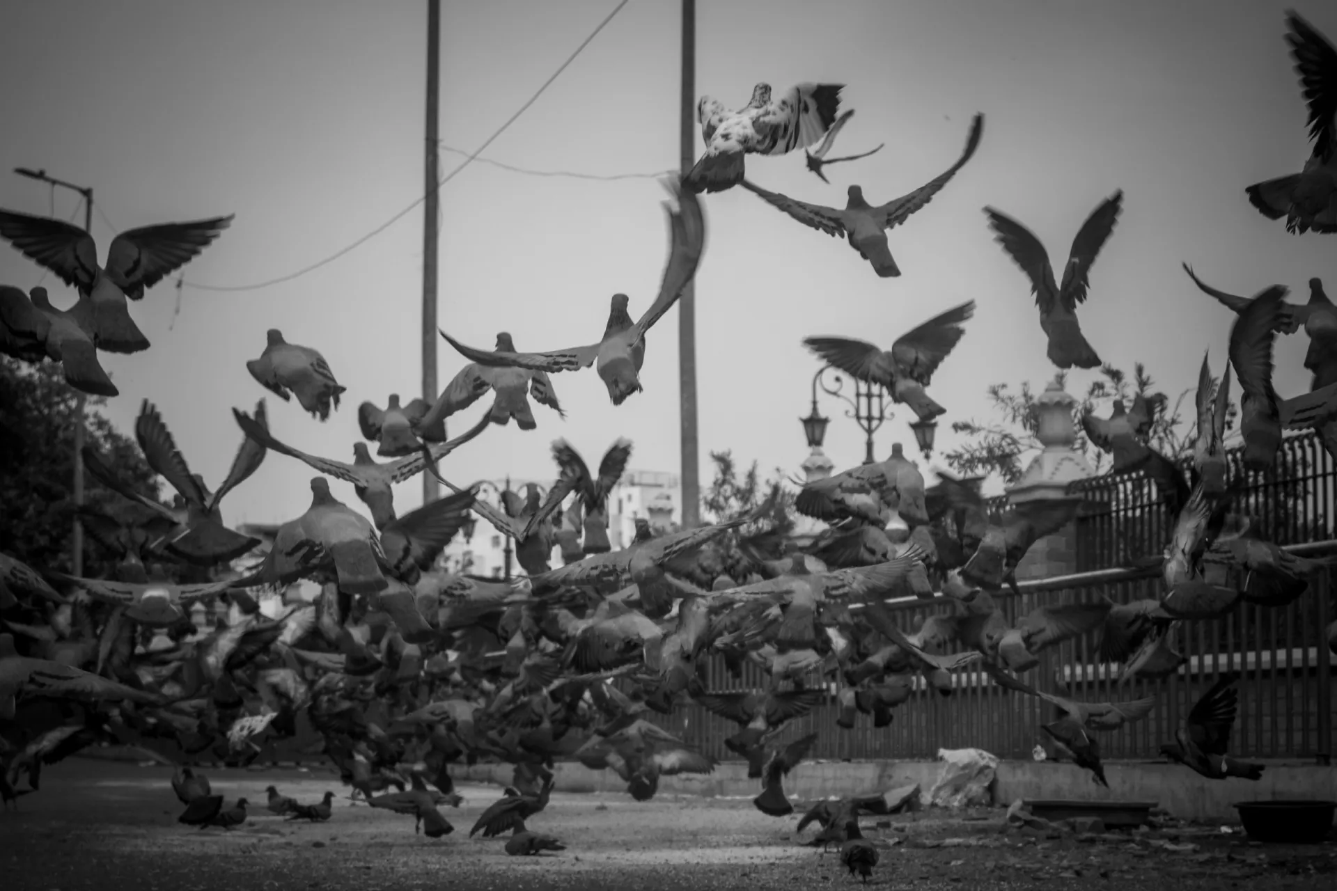 Ein großer Vogelschwarm am Himmel