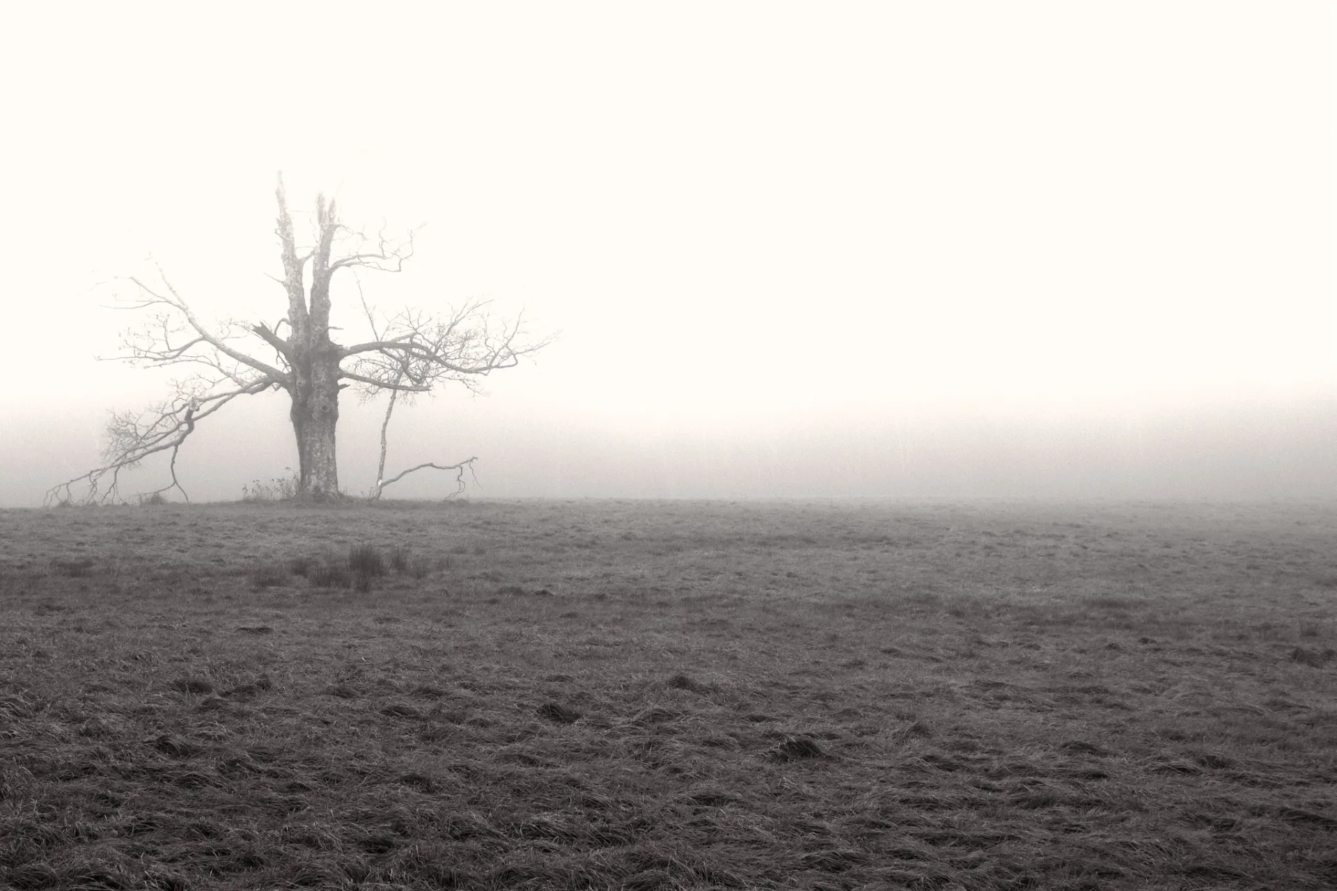 tree in the fog