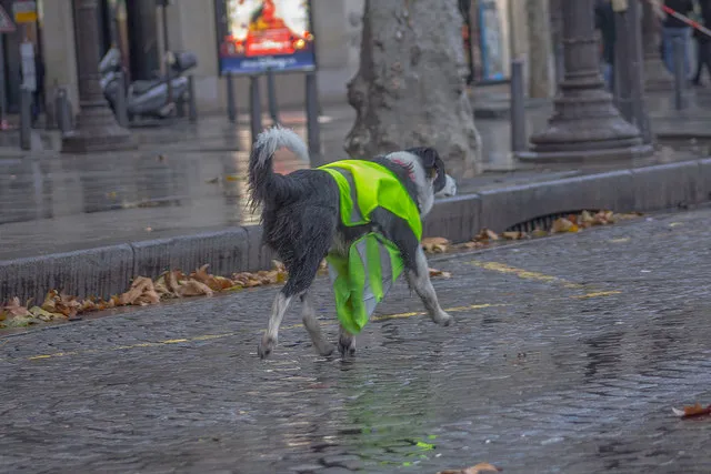 Hund mit gelber Warnweste läuft auf einer Straße