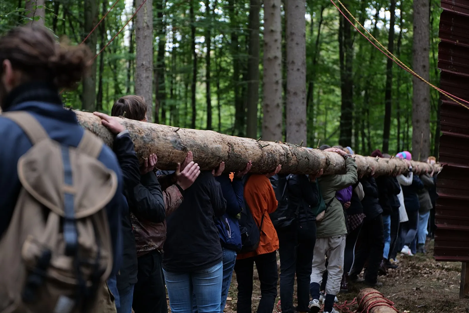 Waldspaziergang im Dannenröder