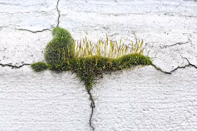 aus einem Riss in einer Mauer wächst Gras