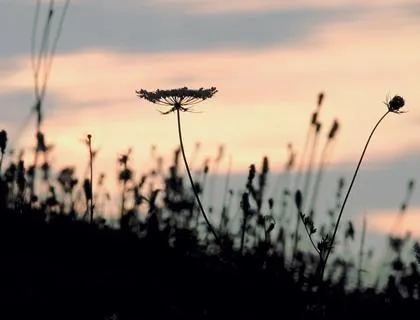 Blumenwiese im Sonnenuntergang