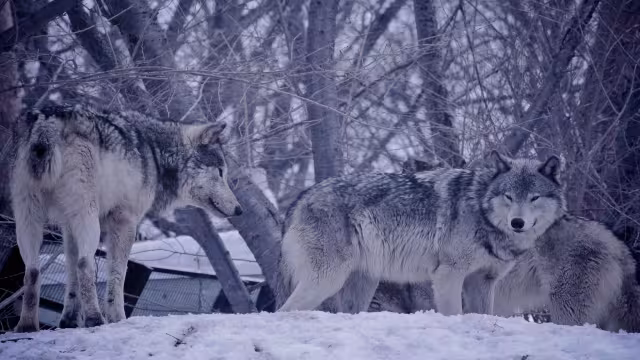 zwei Wölfe im Schnee