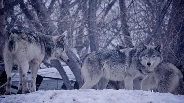 zwei Wölfe im Schnee