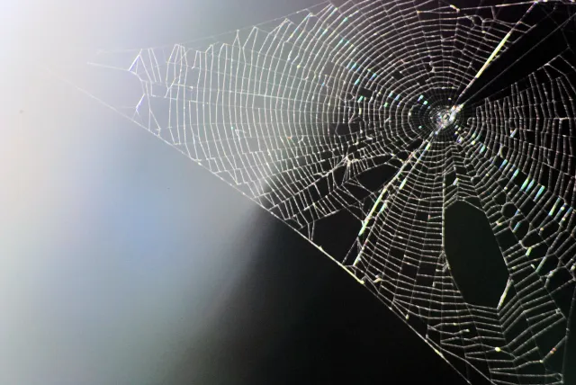 Spinnennetz