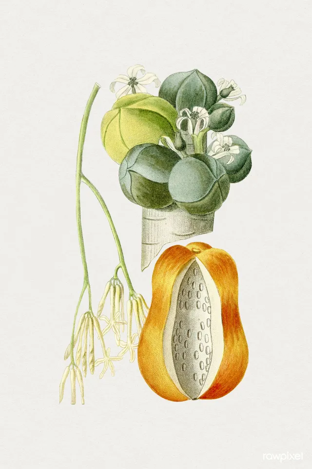 Handgemalte Papaya