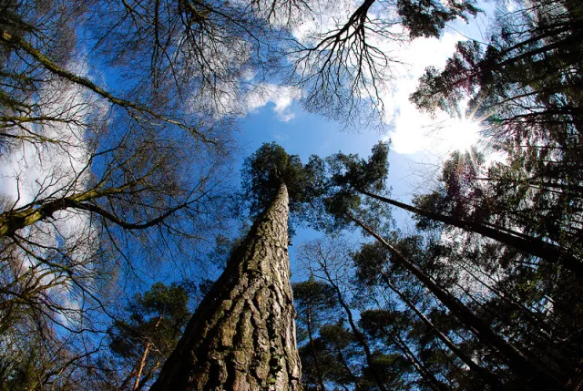 Kiefern ragen in einen blauen Himmel