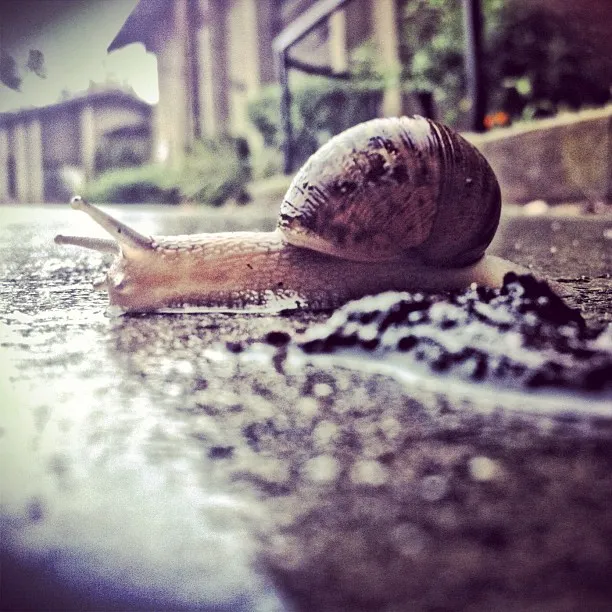 Nahaufnahme einer Schnecke, die über eine nasse Straße kriecht