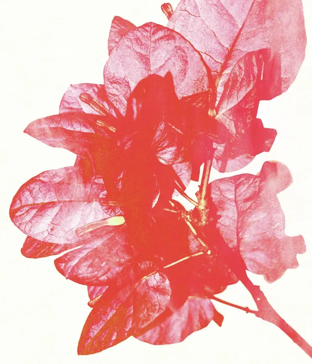 rosa eingefärbter Zweig mit Blättern